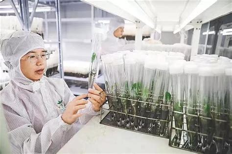 2021中国农业农村重大新技术｜橡胶树速生高产新型种苗育苗技术_企业新闻网