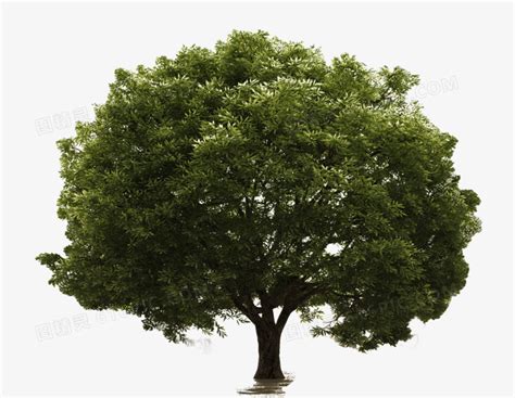 一颗枝繁叶茂的绿色大树高清大图图片免费下载_PNG素材_编号158id6mkp_图精灵