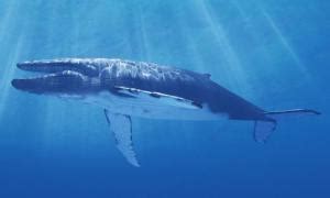 蓝鲸的图片(世界上最大的海洋蓝鲸图片)_视觉癖