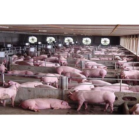 智能养猪场系统 人工智能养猪系统 智慧养猪