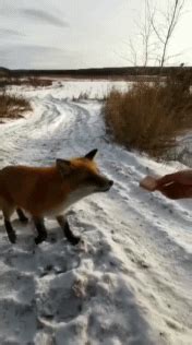 太有爱~“蓝朋友”雪中偶遇小狐狸