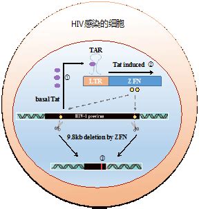 HemaSeq 人类62基因突变检测试剂盒（半导体测序法）_武汉海希生物科技有限公司