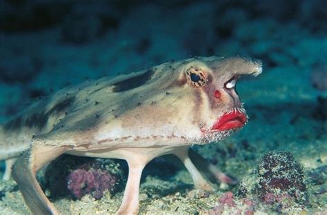 海中的奇葩生物，手枪虾，简直就是灭霸虾！