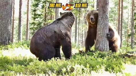 棕熊为了配偶权跟黑熊打起来了，树上就是它们的战场！#野生动物零距离 #弱肉强食的动物世界 #黑熊 #棕熊 #熊出没_腾讯视频