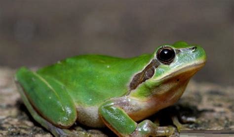 野生的青蛙眼睛绿色树叶生活动物香蕉高清图片下载-正版图片321613094-摄图网