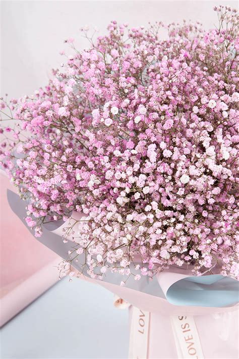 粉色满天星代表什么花语 粉色满天星花语是啥-花卉大全_农百科-农百科