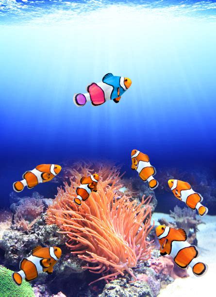 珊瑚礁上的小丑阿内莫尼鱼和海葵水下世界有珊高清图片下载-正版图片506742433-摄图网