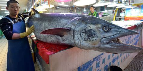 渔民捕获283斤重2.5米长“巨型”大鱼_凤凰网
