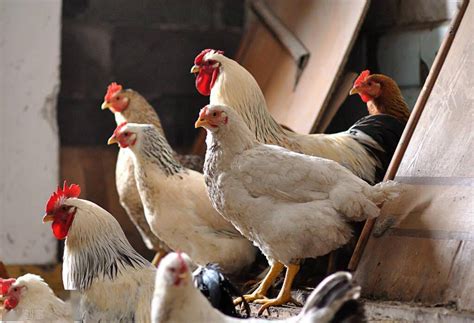 人工饲养野鸡的六个主要品种介绍 - 惠农网