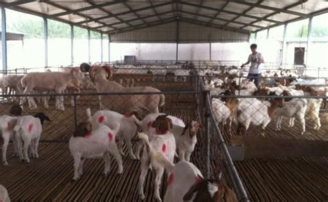 养羊技术 - 第2页 - 农村养殖网养殖技术频道