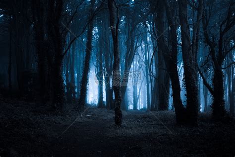 深夜阴暗雾密的黑森林高清图片下载-正版图片305849639-摄图网