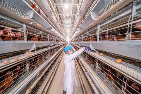 信阳智能自动化养鸡设备图片 河南凤银牧业养殖设备供应