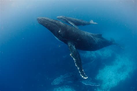 关于蓝鲸的作文——鲸的自述-