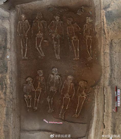 三层排满墓道！陕西发现国内殉人最多的西周墓葬_手机新浪网