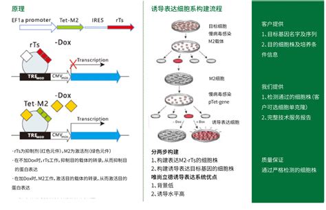 诱导表达细胞系构建-北京基石生命科技有限公司