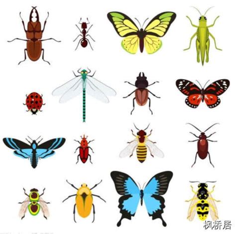 常见昆虫 - 昆虫网