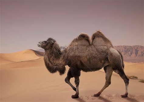 骆驼基因组研究 | 骆驼适应沙漠生存机制！_进化