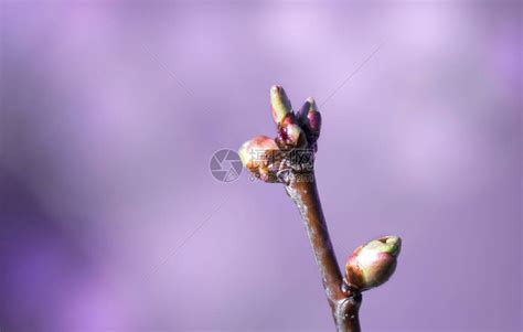 带有芽的春枝是新生命的象征高清图片下载-正版图片504298344-摄图网