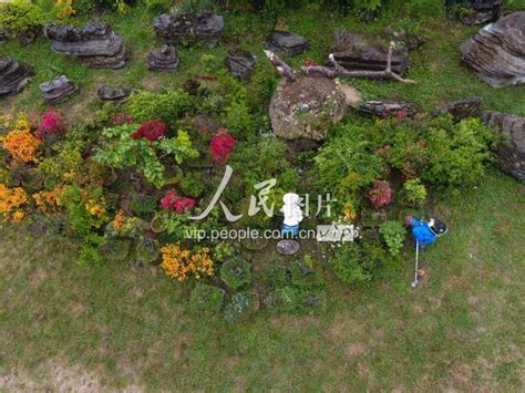 贵州大方：台湾人的荒山花园梦-人民图片网