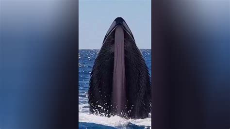 座头鲸获救后跃出水面25次，是自由的呐喊，还是另有原因？ - 知乎