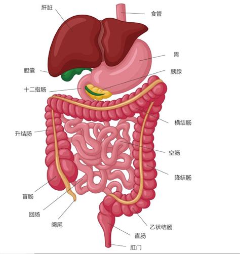 正常盲肠和阑尾解剖图-人体解剖图,_医学图库