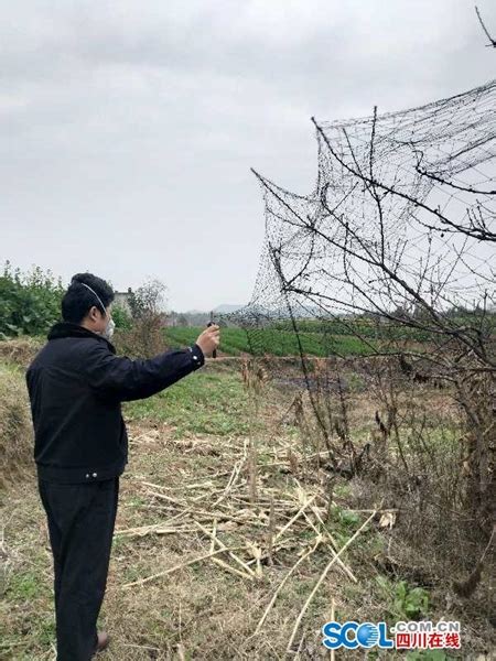 德阳中江一男子架设捕鸟网非法猎捕被查获_四川在线