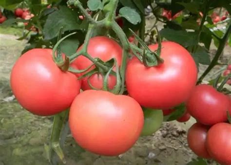 番茄西红柿高清图片下载-正版图片500523781-摄图网