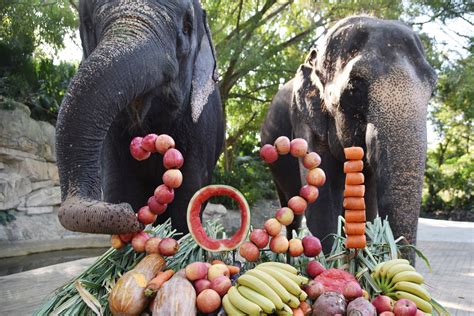 丰盛！深圳动物园为大象特制“2021新年大餐”_南方plus_南方+