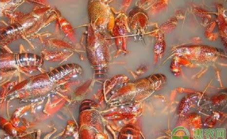 澳洲淡水龙虾养殖技术 —【发财农业网】