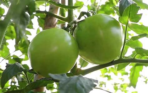 阳台种了小西红柿，却只长叶子不结果，主要原因是少了这一步