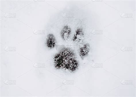 雪地上猫爪印的特写