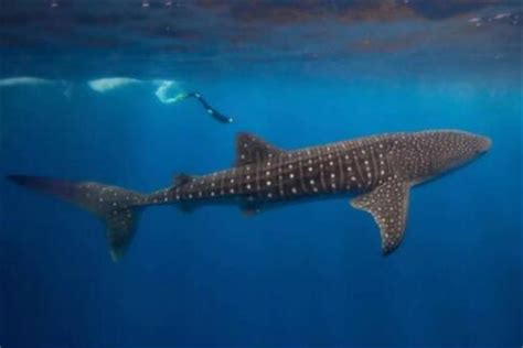 世界上最大的鱼：鲸鲨(身长可达到20米)_奇趣解密网