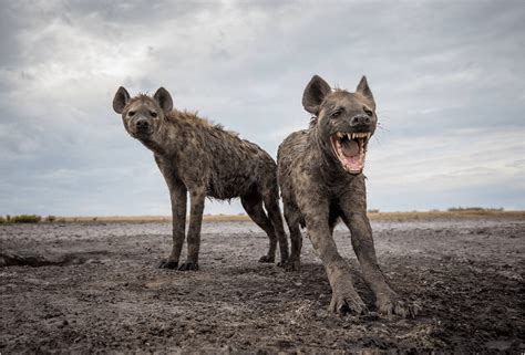 狗图片-斑鬣狗素材-高清图片-摄影照片-寻图免费打包下载