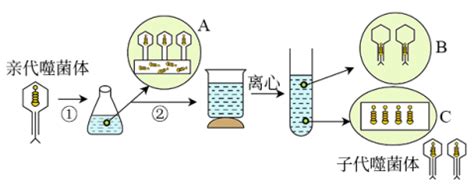 如图表示“噬菌体侵染大肠杆菌”实验的过程，图中亲代噬菌体已用32P标记，A、C中的方框代表大肠杆菌，分别来自于锥形瓶和试管。下列有关叙述正确的 ...