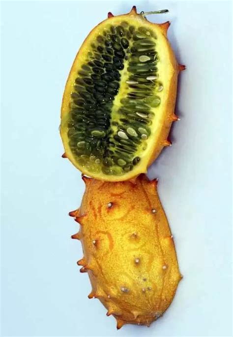 世界上最重的水果，被誉为“热带水果皇后”,原来是长在树干上