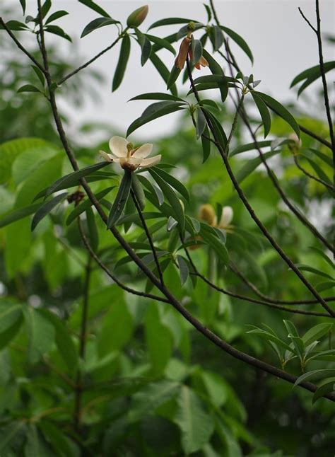 乳源木莲-中亚热带收集与引种树木-图片