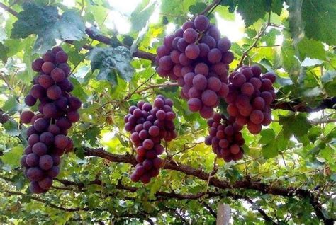 葡萄苗最佳种植时间什么时候 葡萄怎么养殖-农百科