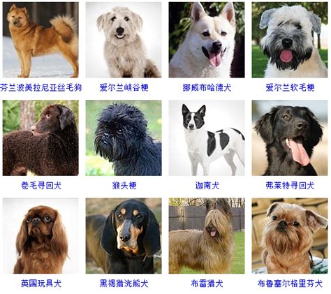 宠物小犬品种大全,犬种大全品种_大山谷图库