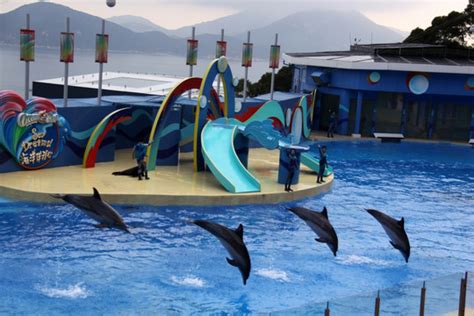 海豚表演 - 图片 - 艺龙旅游指南