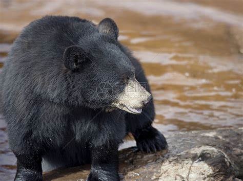 黑熊Ursus美国人靠近水靠近水的黑熊高清图片下载-正版图片300090589-摄图网