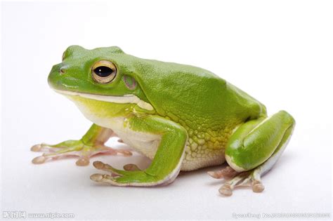 农村常见的蛙类,中国常见的青蛙的品种,蛙类大全及名称_大山谷图库