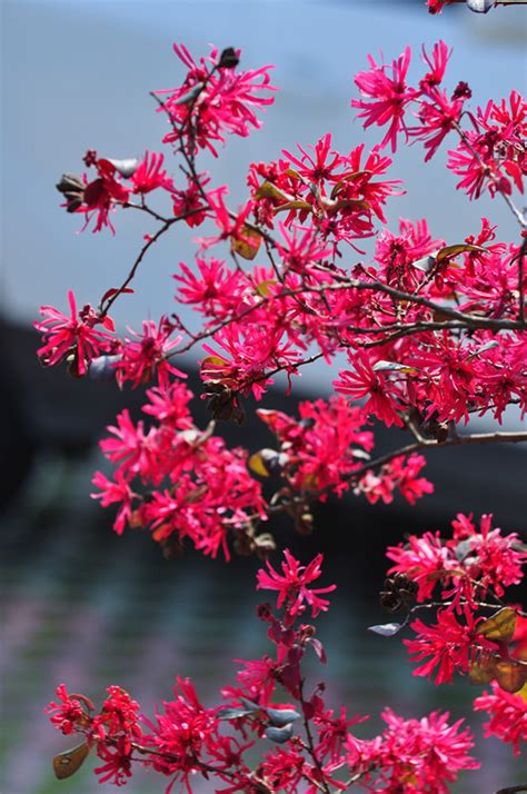 红花檵木-武汉市沙湖公园官方网站