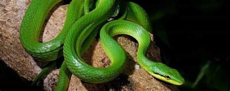 蛇是怎么生蛋的 - 业百科