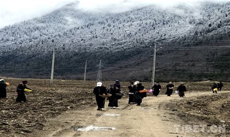 西藏林芝：耕耘在春天-人民图片网