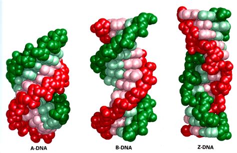 图1-3-A DNA的一级结构，图1-3-B RNA的一级结构