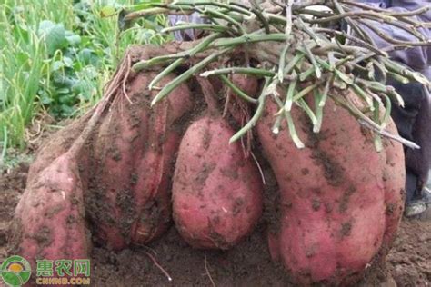 红薯栽培高产新方法 - 惠农网