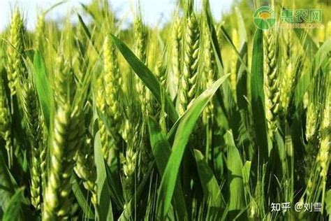新疆春小麦新添两个高产优质品种