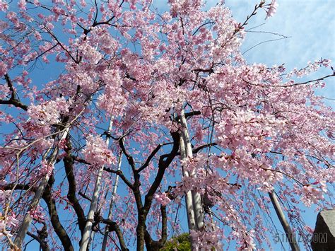 hayasakuma樱花树图片