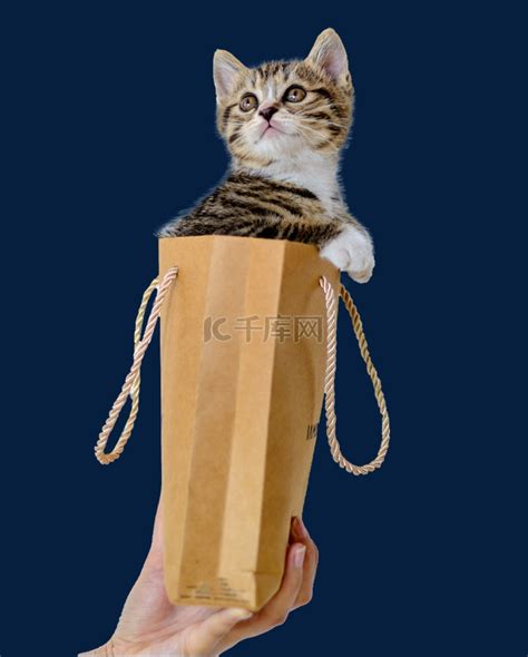 纸袋子里的猫素材图片免费下载-千库网