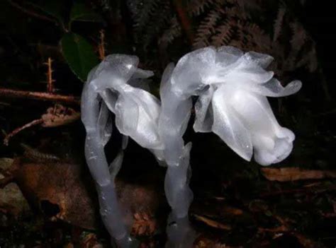 世界上最神秘的花：水晶兰被称为死亡之花_巴拉排行榜